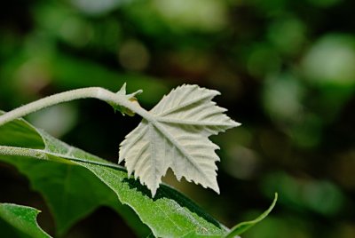 Platanus x hispanica - platan javorolistý - vývoj listu (74) 6